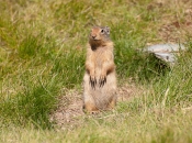 marmot