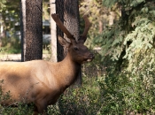 Elk