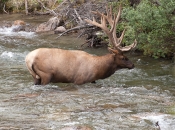 Elk