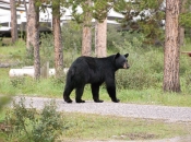 zwarte beer