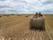 Samen in het veld