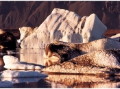 IJsbergenmeer Jökulsárlón