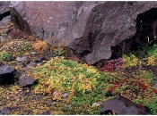 Nabij Svartifoss waterval