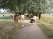 Koeien op de weg