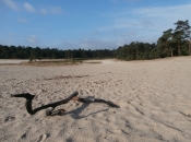 Zandvlakte de Sahara nabij Ommen