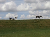 Paard met koeien op de dijk