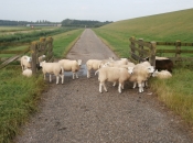 Schapen op de fietsroute