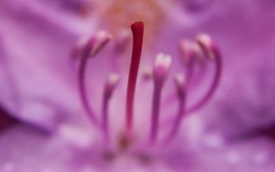 Macro van Rhododendron