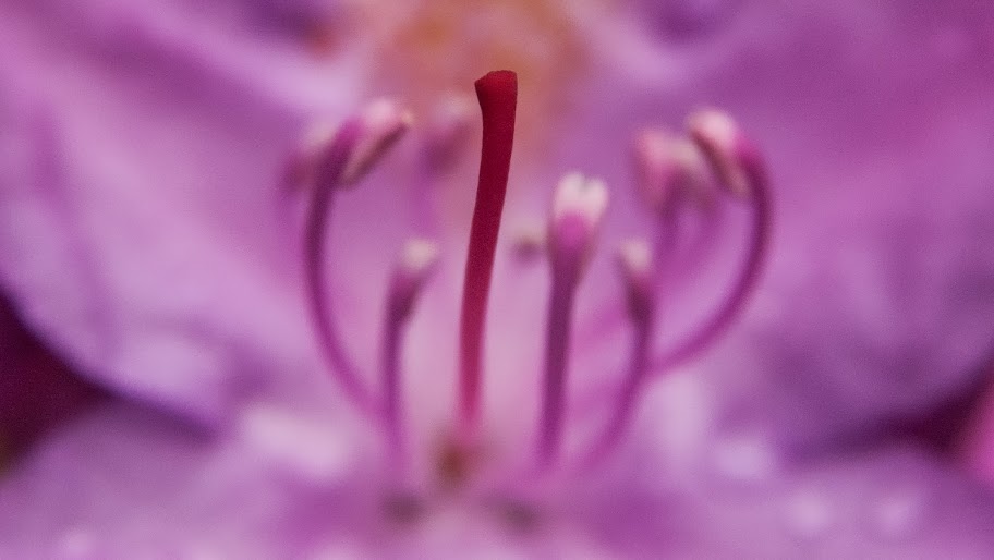 Macro van Rhododendron
