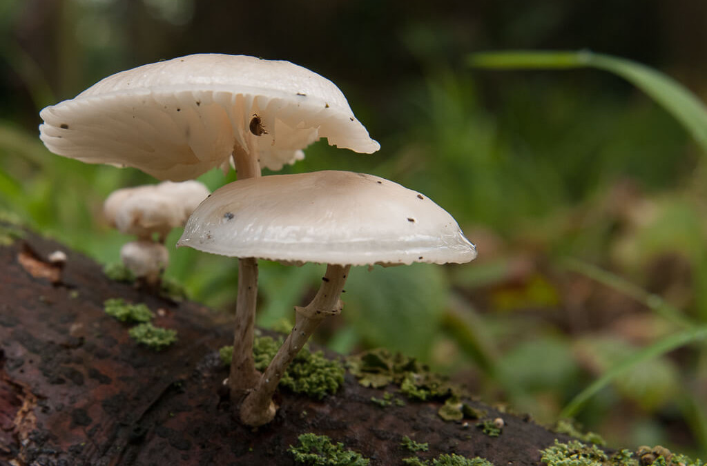 Paddenstoelen fotograferen