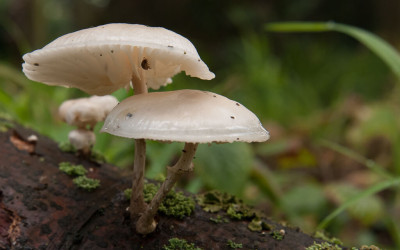 Paddenstoelen fotograferen