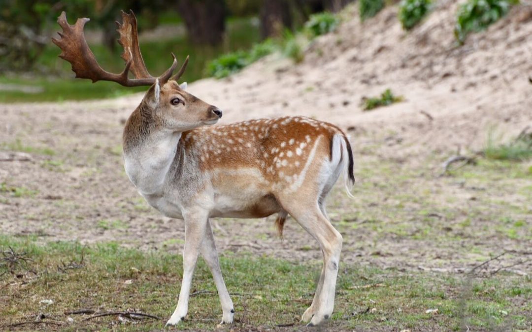 Struinen door het AWD