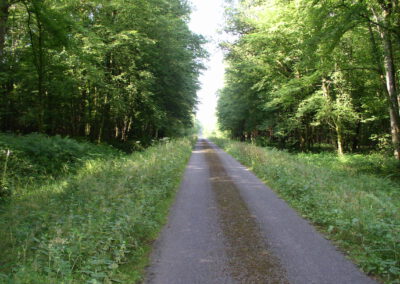 Fietspad door het bos