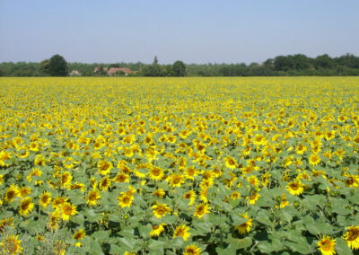 Zonnebloemen