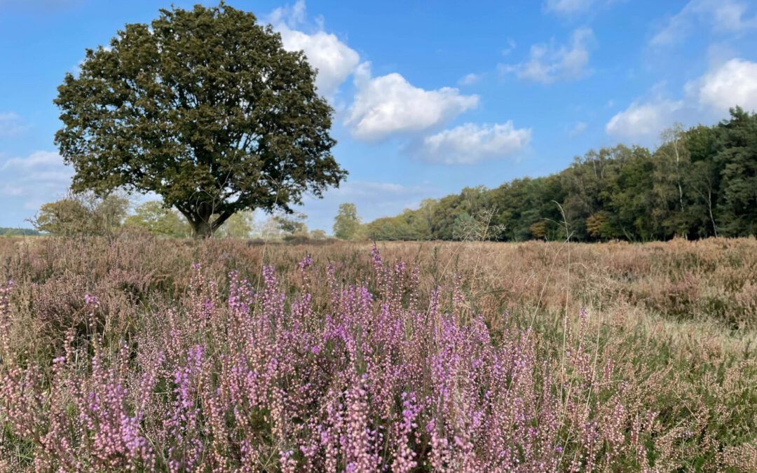 Bussumerheide