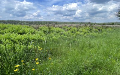 Lüneburger Heide