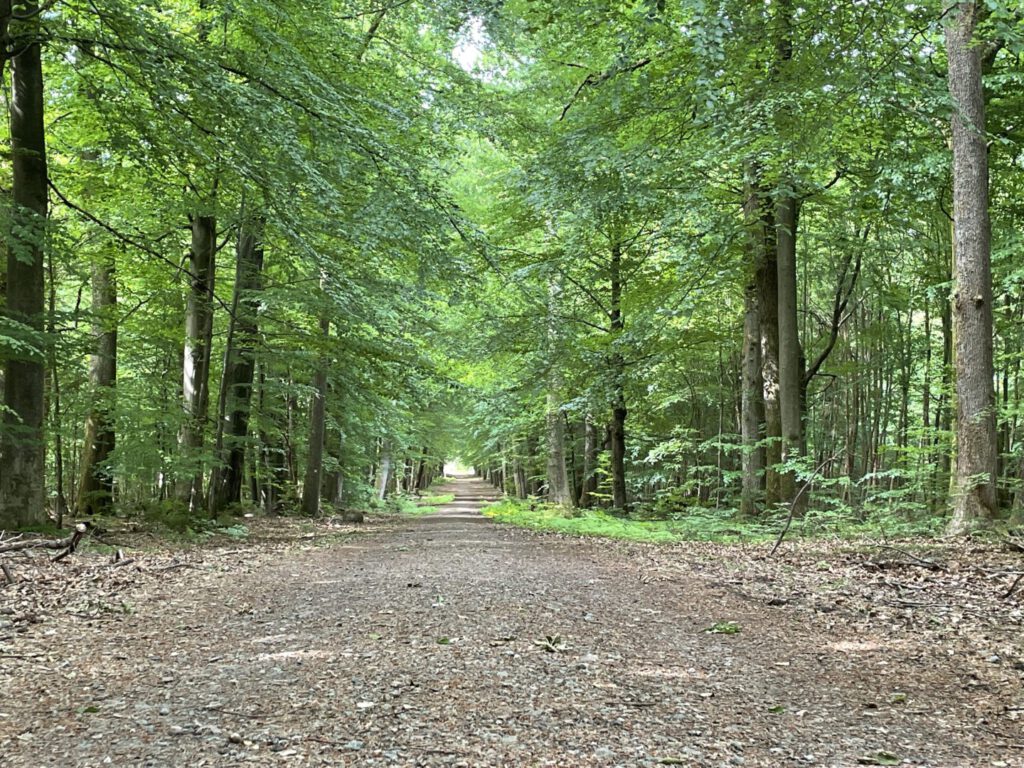 Door het Friedwald bos