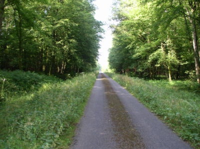 Fietspad door het bos