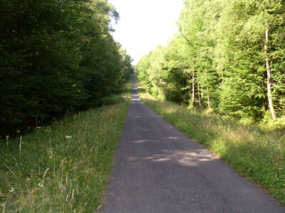 Fietspad door het bos