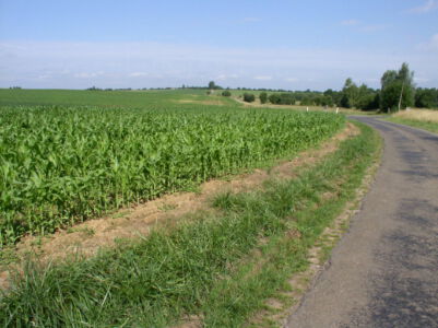 Tussen de maïsvelden door