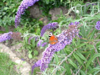 Vlinderstruik met vlinder