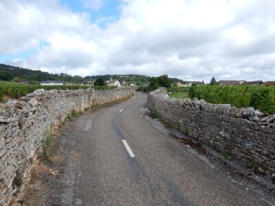 Tussen de wijnvelden door