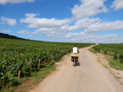 Tussen de wijnvelden door